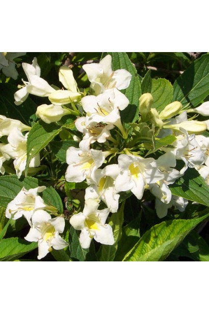 Вейгела гибридная Кандида белые колокольчики