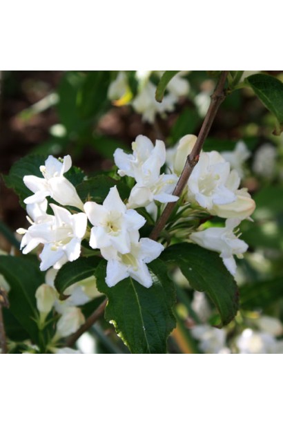 Вейгела гибридная Кандида