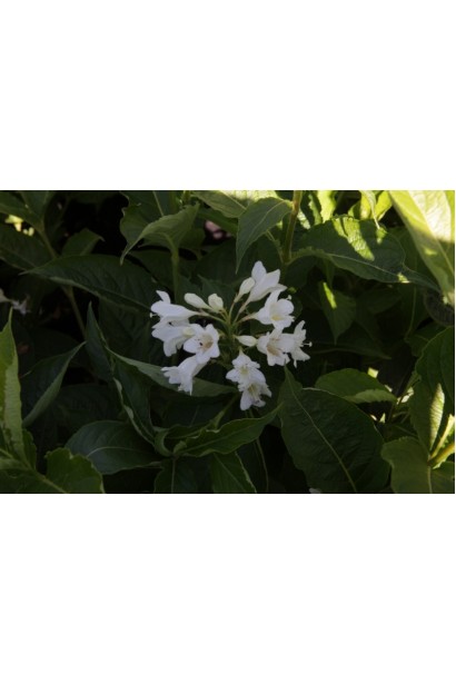 Вейгела гибридная Кандида белые цветы