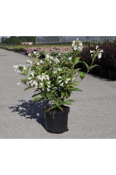 Вейгела цветущая Кандида в горшке 5 л