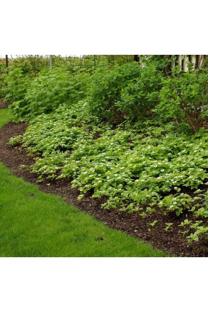 Кизил канадський в ландшафті