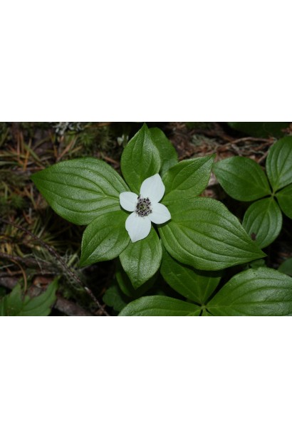 Дерен / Кизил канадський білі квіти