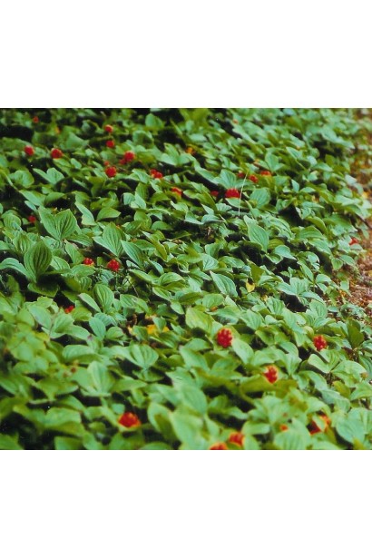 Chamaepericlymenum canadense