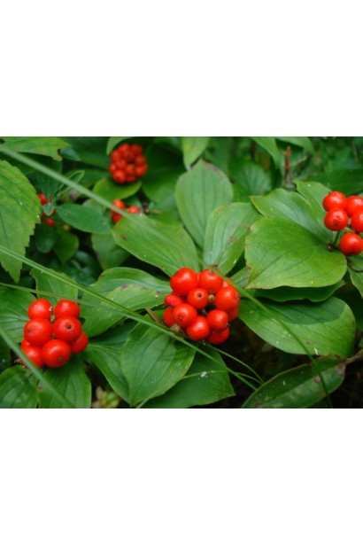 Яскраво-червоні ягоди кизилу