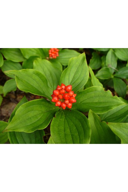 Кизил канадський червоні плоди