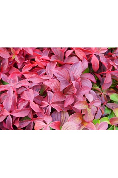 Дерен / Кизил канадський забарвлення листя восени