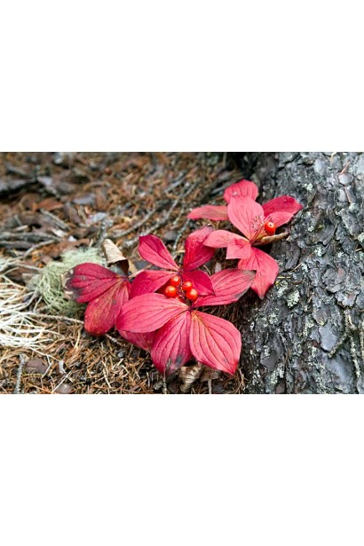 Дерен канадський осінь