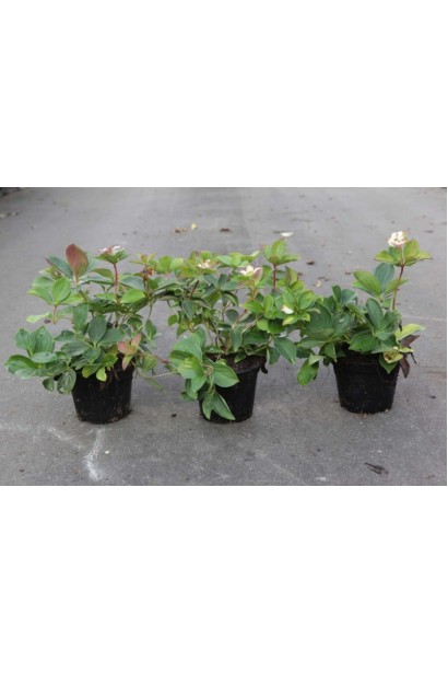 Кизил канадський саджанці в контейнері 3 л