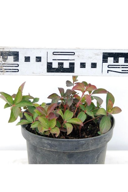 Кизил канадський в горщику