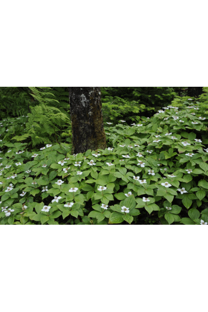 Кизил канадський під деревом