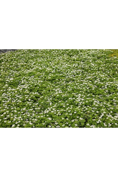 Кизил канадський квітучий килим