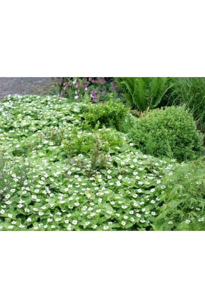 Кизил канадський цвітіння