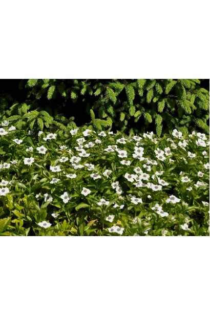 Дерен / Кизил канадський 