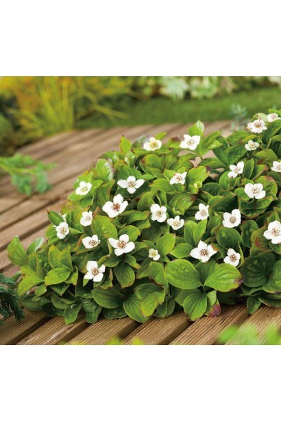 Дерен канадський сланкий напівкущ