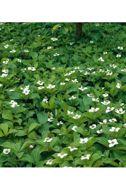 Кизил канадський зелений живий килим