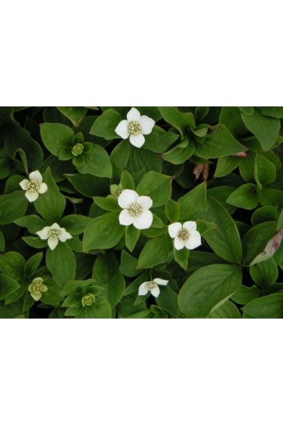 Дерен канадський яскраво-зелене листя