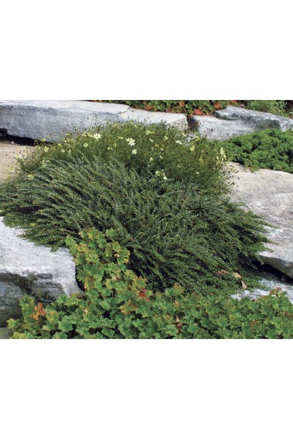 Кизильник Літл Джем в ландшафті