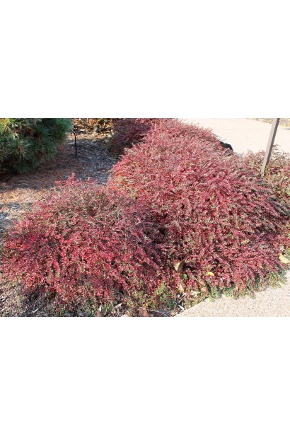 Кизильник Даммера Літл Джем