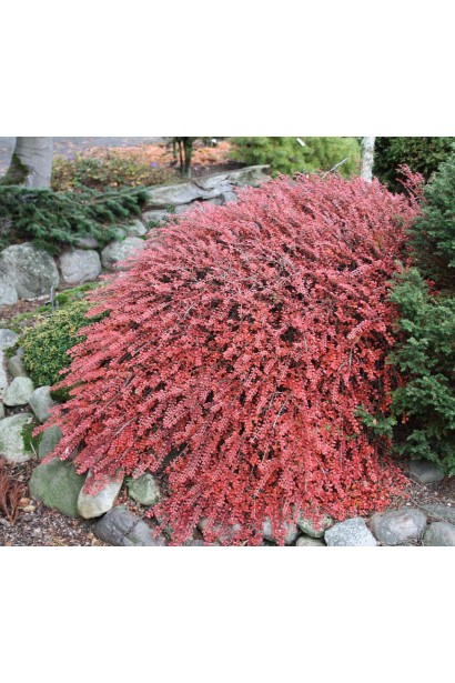 Кизильник Літл Джем в ландшафті восени