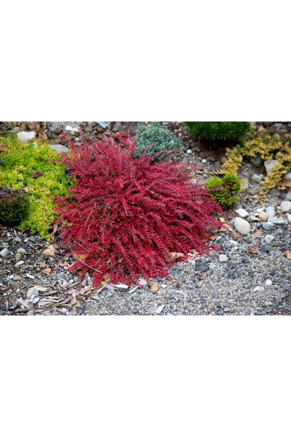 Кизильник Літл Джем червоний колір восени