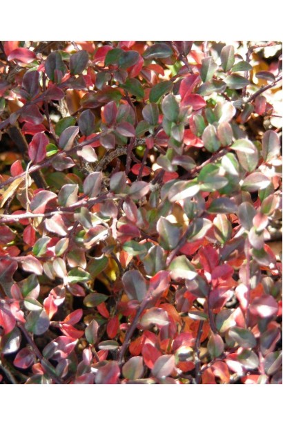 Червоно-бордове осіннє забарвлення листя кизильника Літл Джем