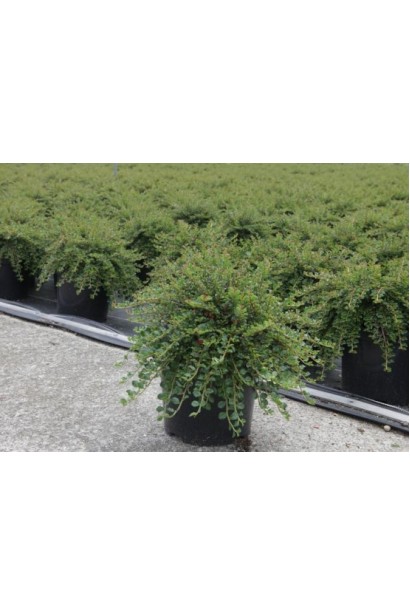 Кизильник Літл Джем в контейнері 3 л