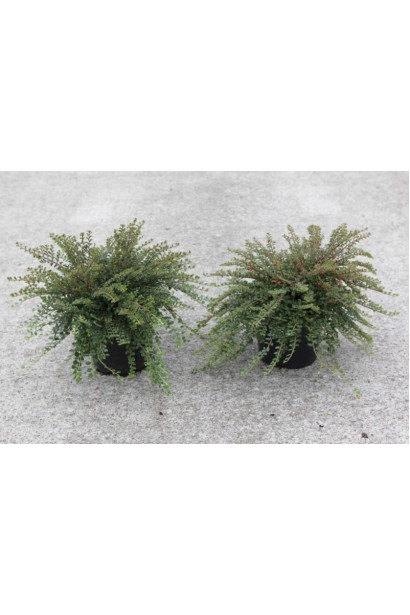 Кизильник карликовий Літл Джем