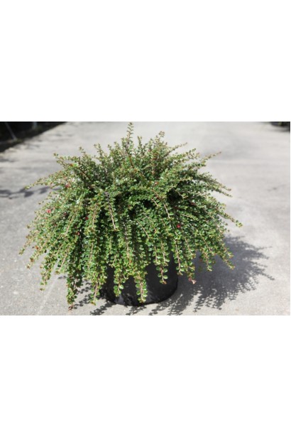 Кизильник Little Gem темно-зелене лист та світло-рожеві квіти