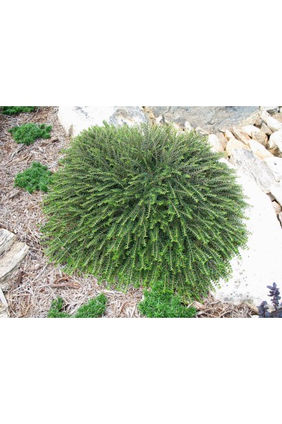 Кизильник низькорослий Літл Джем