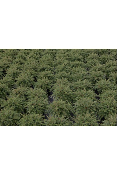 Кизильник Little Gem 