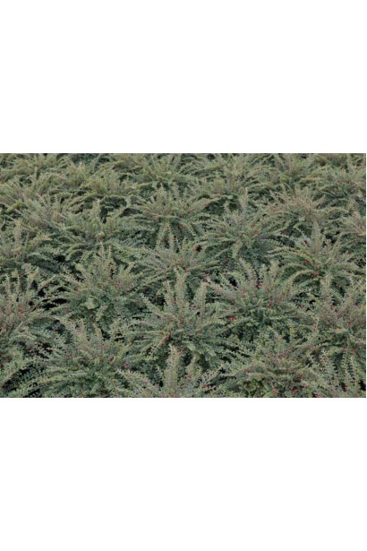 Кизильник Літл Джем саджанці в садовому центрі