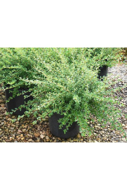 Кизильник притиснутий Little Gem