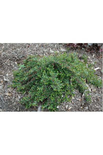 Кизильник сланкий Літл Джем