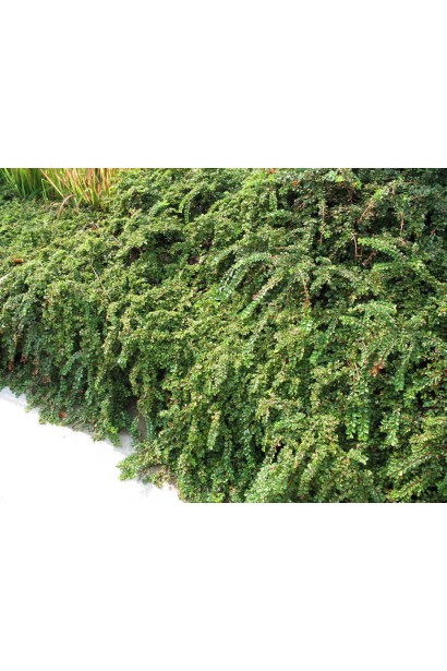Cotoneaster adpressus Little Gem