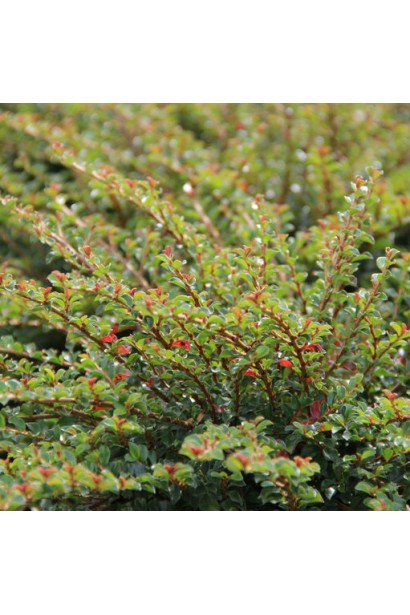 Кизильник притиснутий Літл Джем