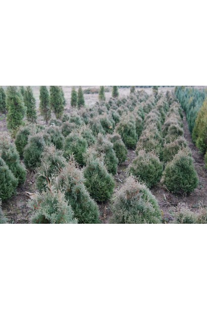 Туя західна Ерікоідес