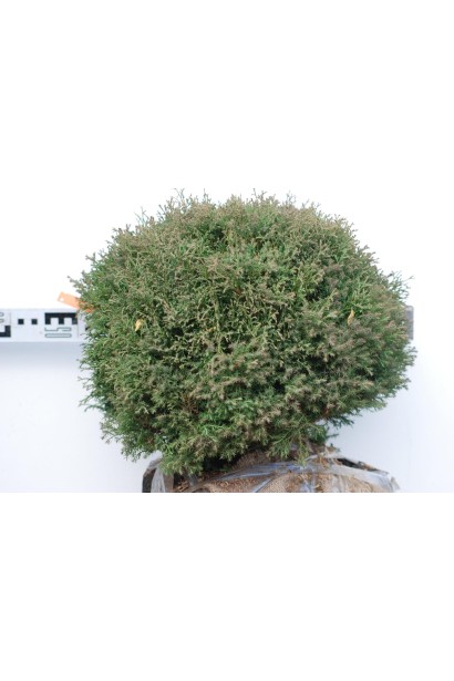 Вересовидна туя Ерікоідес із м’якою хвоєю.