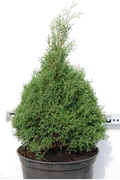 Туя західна Ельвангера