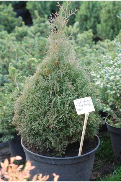 Ландшафтний акцент – туя Ерікоідес.