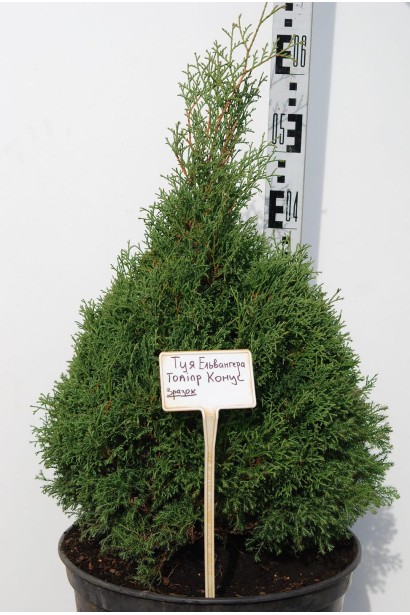Туя Ерікоідес з густою зеленуватою кроною.