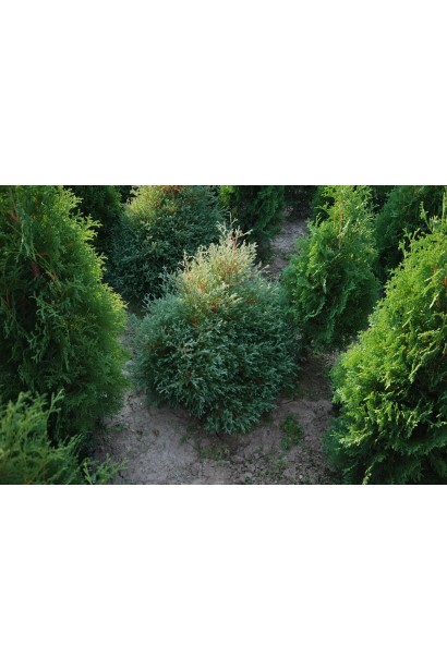 Туя західна вересовидна