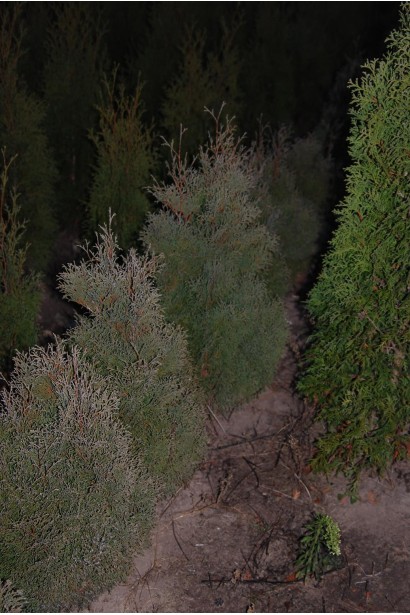 Thuja occidentalis Ericoides / Thuja occidentalis var. ericoides