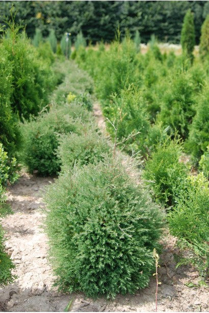 Вічнозелена туя Ерікоідес для озеленення.