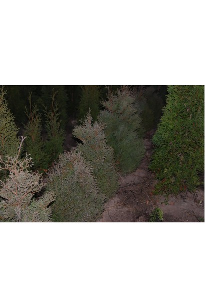 Thuja occidentalis Ericoides / Thuja occidentalis var. ericoides
