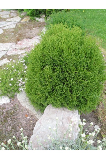 Туя Ерікоідес зі світло-зеленою хвоєю.