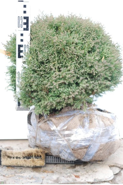 Декоративна туя Ерікоідес у формі кулі.