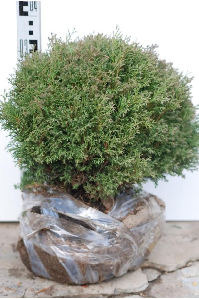 Туя Ерікоідес з вересовидною структурою хвої.