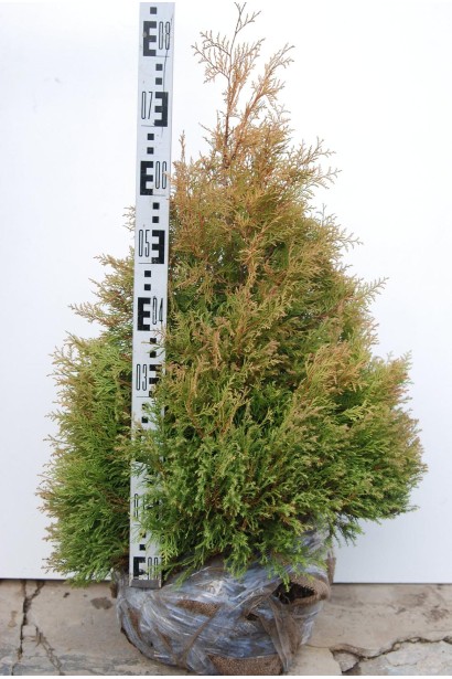 Туя вересковидна Ельвангера Аура - ком/80см/Ø50см