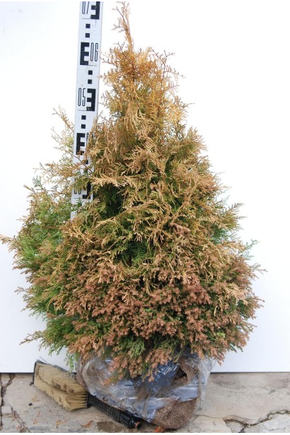 Вересковидна туя з яскраво-золотистою хвоєю.