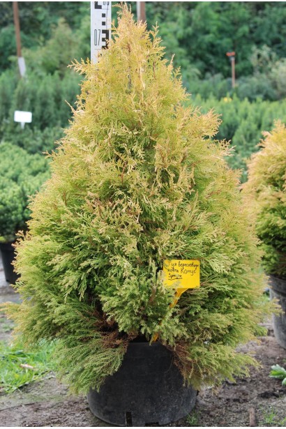 Туя вересковидна Ельвангера Аура в контейнері